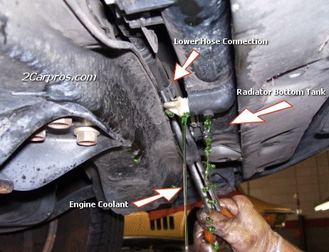 Drain Radiator and Remove Lower Hose Connections